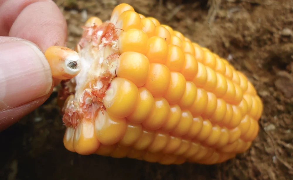 mais-grain-temperature-evolution-lente - Illustration Les températures fraîches freinent l’évolution des maïs