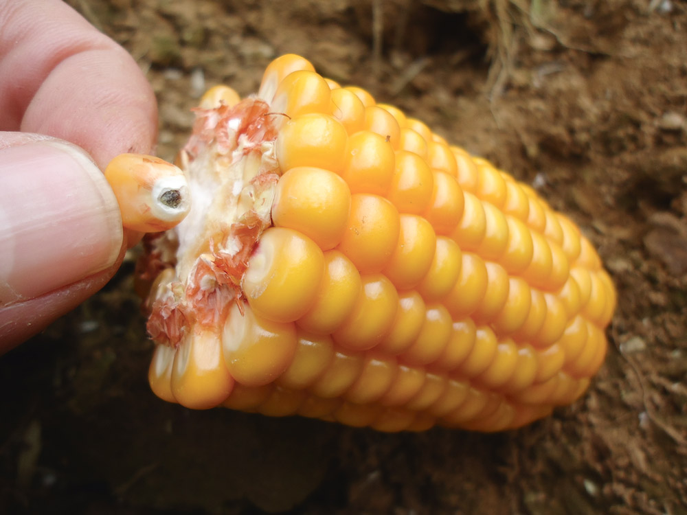 Photo of Les températures fraîches freinent l’évolution des maïs