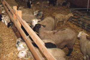 marche-ovin-agneau-production-2014