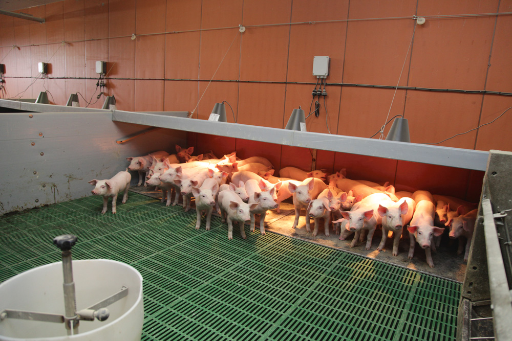 niche-batiment-porc-confort-travail-solution-innovante - Illustration Des niches pour de meilleures performances