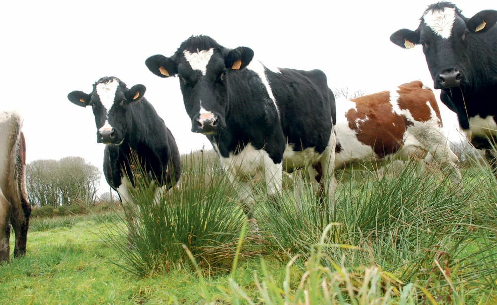 pac-2015-2020-conseil-superieur-orientation-agricole-aide-ichn-vache-laitiere-paturage - Illustration ICHN : E. Macron veut négocier un délai de sortie pour ceux qui sortent du dispositif
