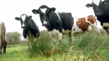 pac-2015-2020-conseil-superieur-orientation-agricole-aide-ichn-vache-laitiere-paturage