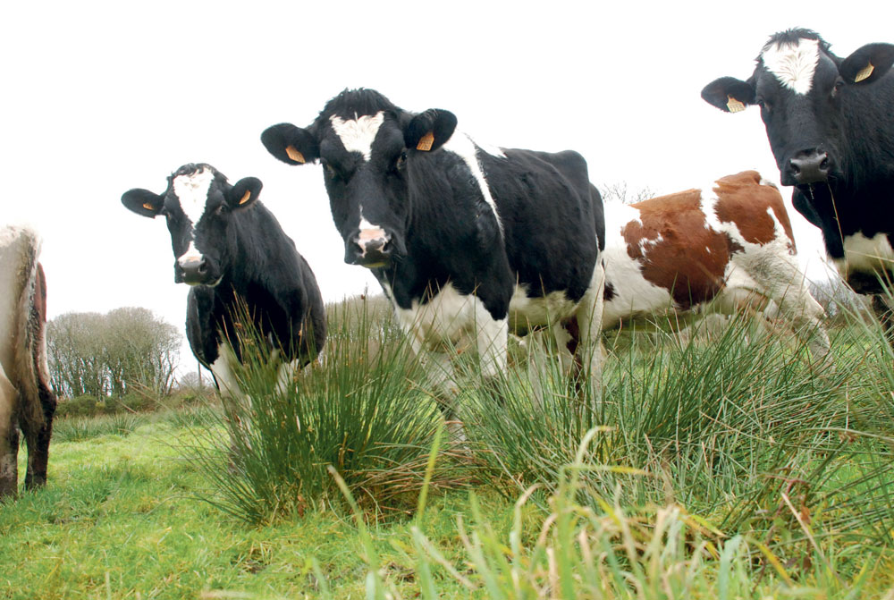 pac-2015-2020-conseil-superieur-orientation-agricole-aide-ichn-vache-laitiere-paturage