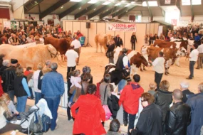 pontivy-ohhh-la-vache-concours-bovin-2015