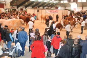 pontivy-ohhh-la-vache-concours-bovin-2015