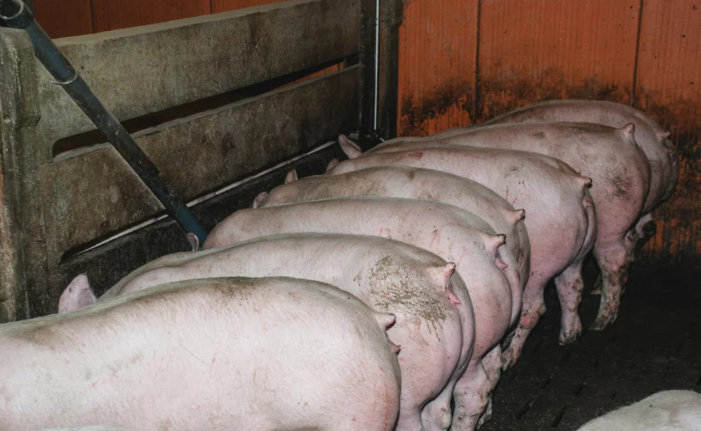 porc-ifip-cooperl-marche-cadran-porelia - Illustration Porc : la Cooperl améliore le cahier des charges de sa gamme “sans antibiotique”