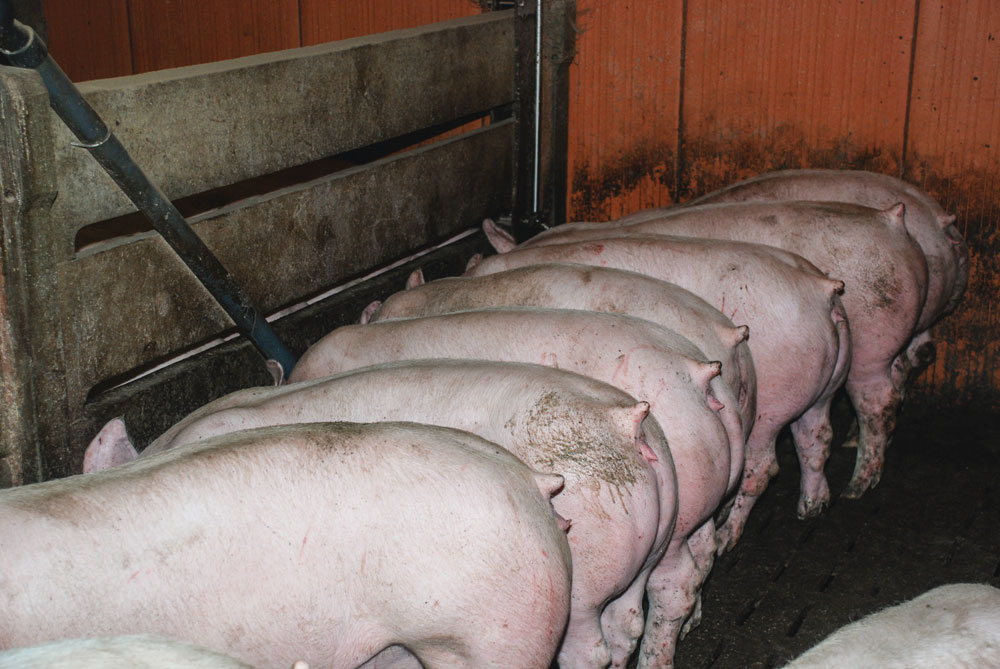 Photo of Porc : la Cooperl améliore le cahier des charges de sa gamme “sans antibiotique”