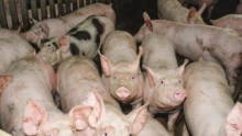 porc-situation-financiere-eleveur-crise-mesure