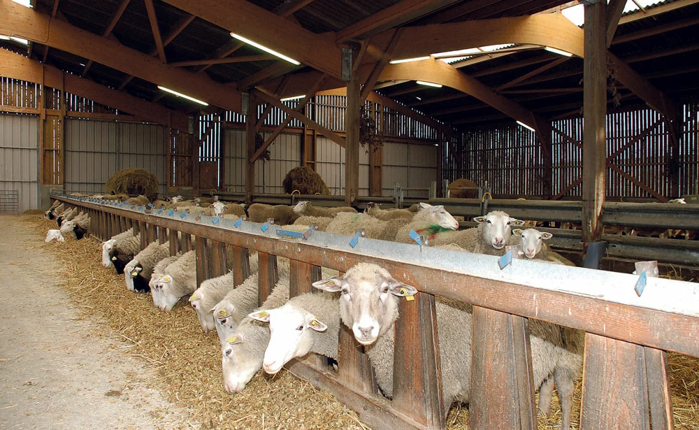 production-elevage-ovin-aide-pac - Illustration Décryptage des primes couplées pour l’élevage ovin