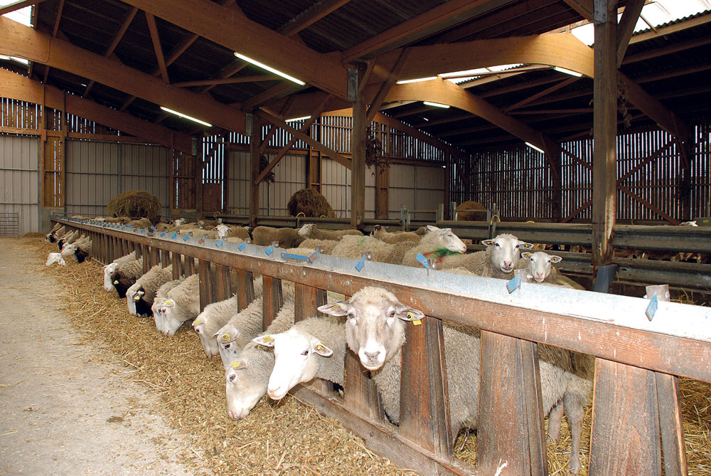 Photo of Décryptage des primes couplées pour l’élevage ovin
