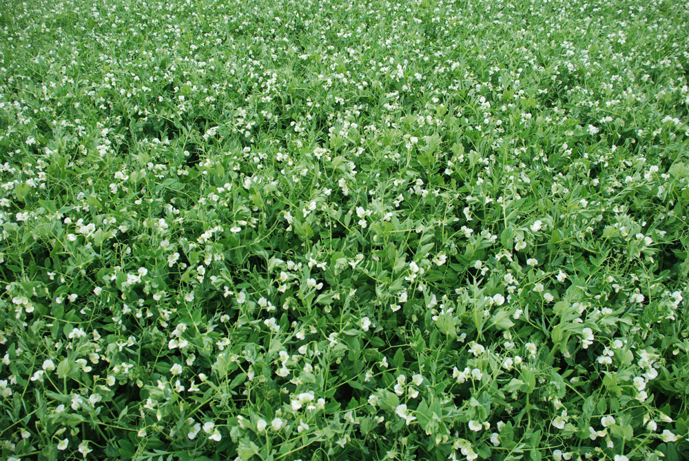 proteagineux-pois-legume-lupin-feverole-pole-agronomie-ouest-autonomie-proteine - Illustration La Recherche au secours des protéagineux