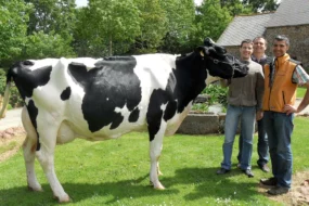 roz-caraibe-ronan-raffray-alain-plainfosse-olivier-bily-concours-prim-holstein