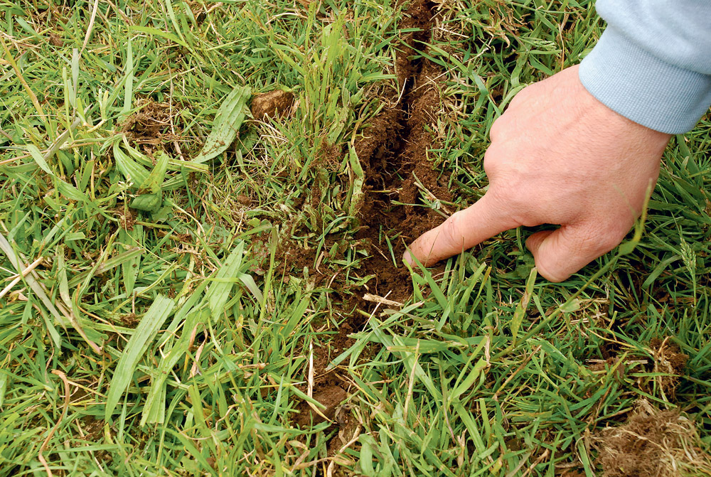 sursemis-paturage-herbe-prairie-semoir - Illustration Le sursemis de prairie en pratique