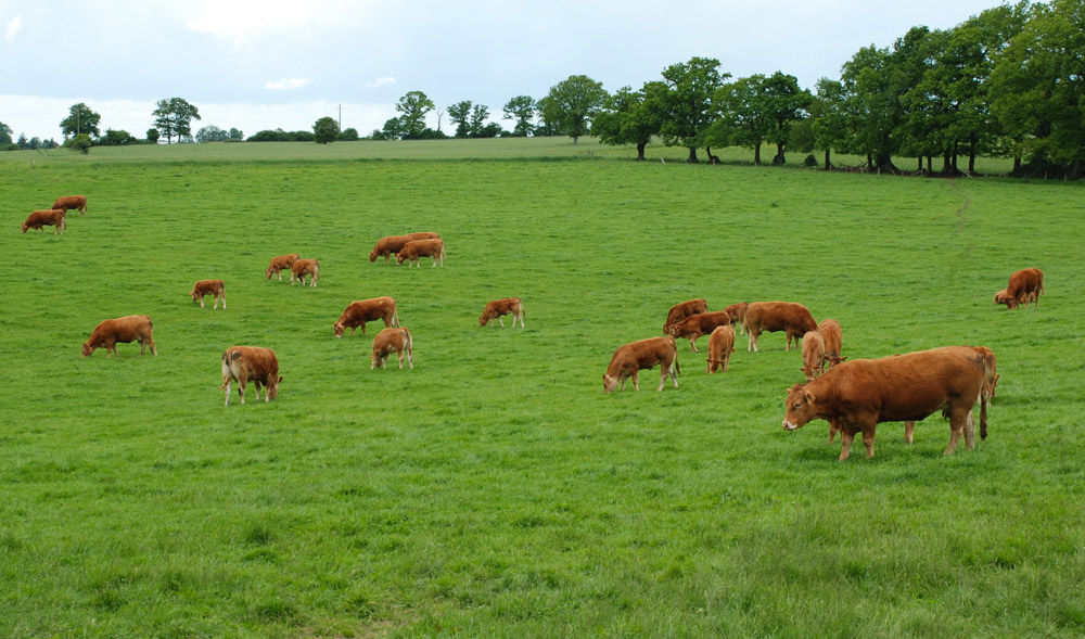 systeme-elevage-durabilite-azote-production-vache - Illustration Plus de durabilité en polyculture élevage
