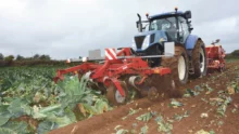 agronomie-chou-fleur-legume-semis-directe-couvert-vegetal-cereale