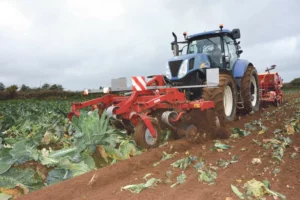 agronomie-chou-fleur-legume-semis-directe-couvert-vegetal-cereale