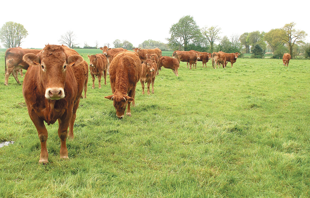 ameliorer-production-bovin-viande-cout-paturage - Illustration Améliorer la productivité