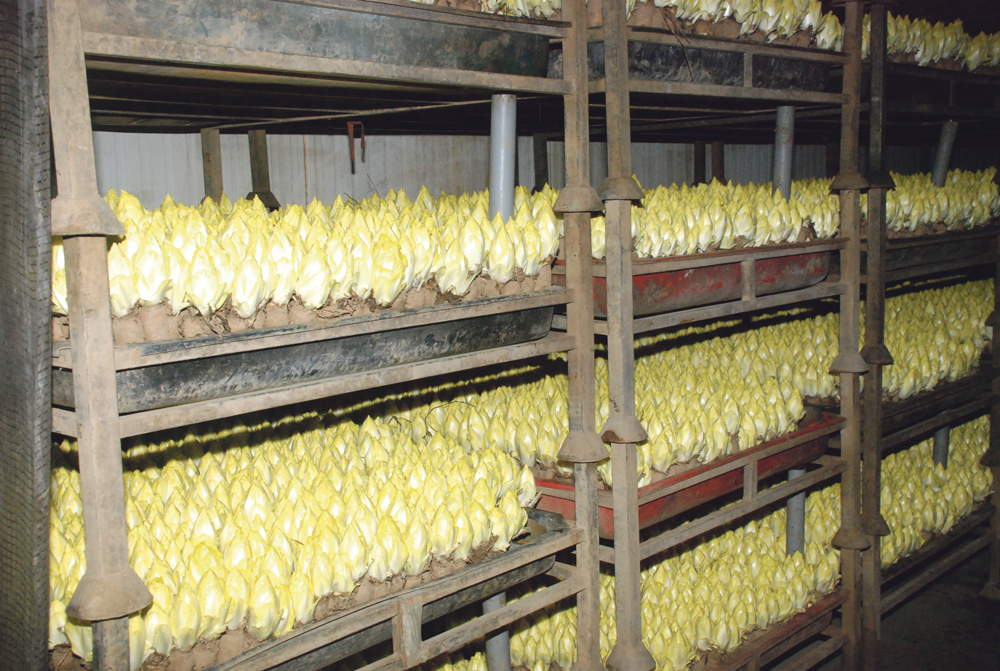 amende-producteur-endive-daniel-bouquillon-president-syndicat-endivier - Illustration Condamnation des endiviers annulée