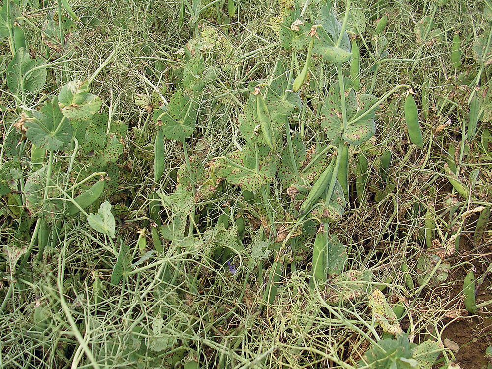 anthracnose-pois-maladie-proteagineux-floraison - Illustration La lutte contre les maladies commence à la floraison