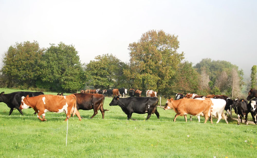 apres-quota-lait-gab-cedapa-troupeau-vache-paturage - Illustration Dans l’après-quotas, quelle stratégie laitière adopter ?