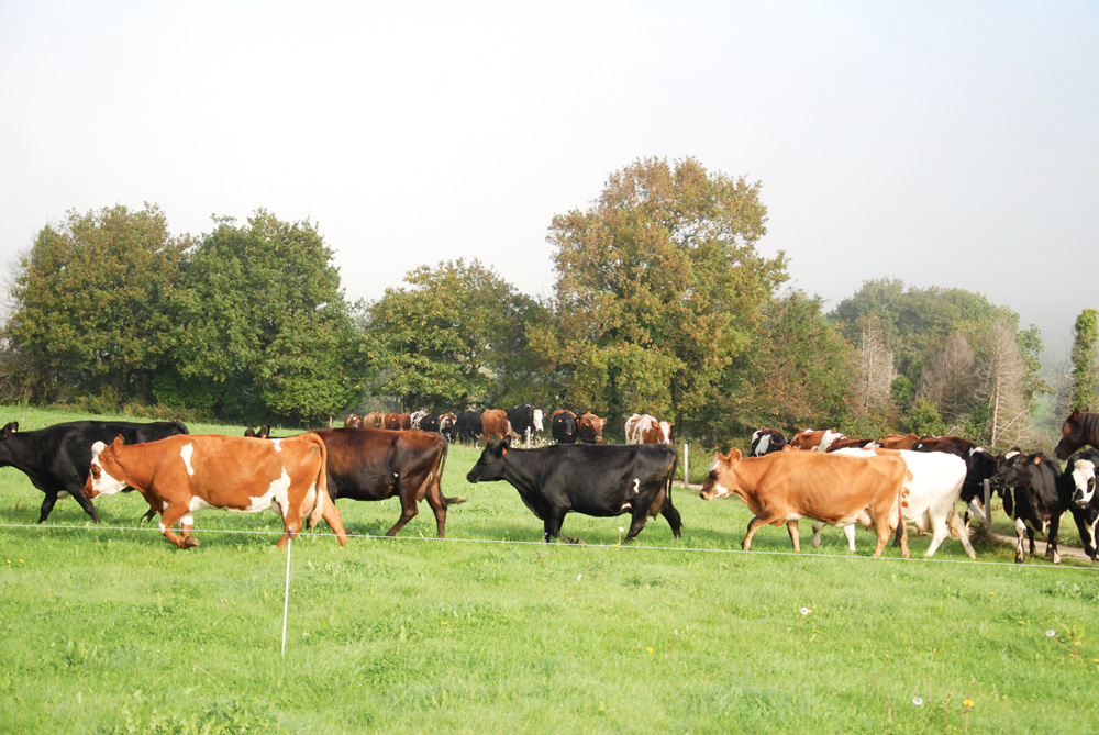 apres-quota-lait-gab-cedapa-troupeau-vache-paturage - Illustration Dans l’après-quotas, quelle stratégie laitière adopter ?