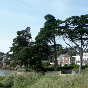 Arbre du littoral, le cyprès de Lambert supporte bien les vents océaniques chargés d’embruns