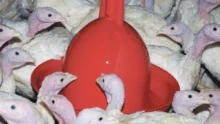 aviculture-dinde-eau-abreuvement-volaille