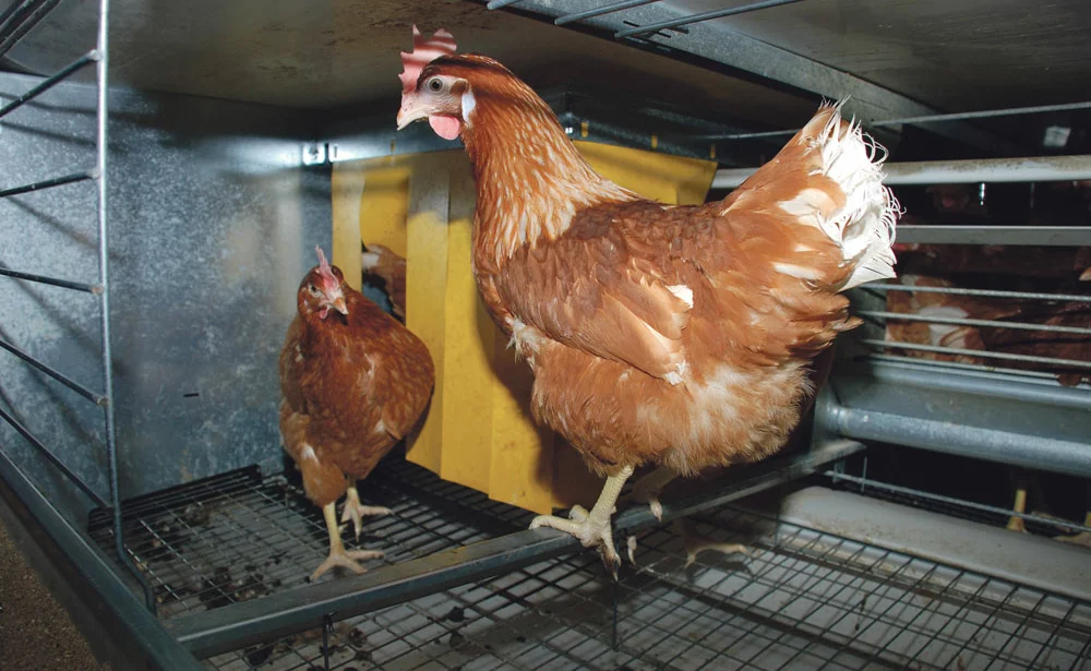 aviculture-genetique-environnement-climat-volaille-poulet - Illustration Concilier génétique, environnement et marchés