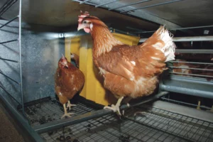 aviculture-genetique-environnement-climat-volaille-poulet