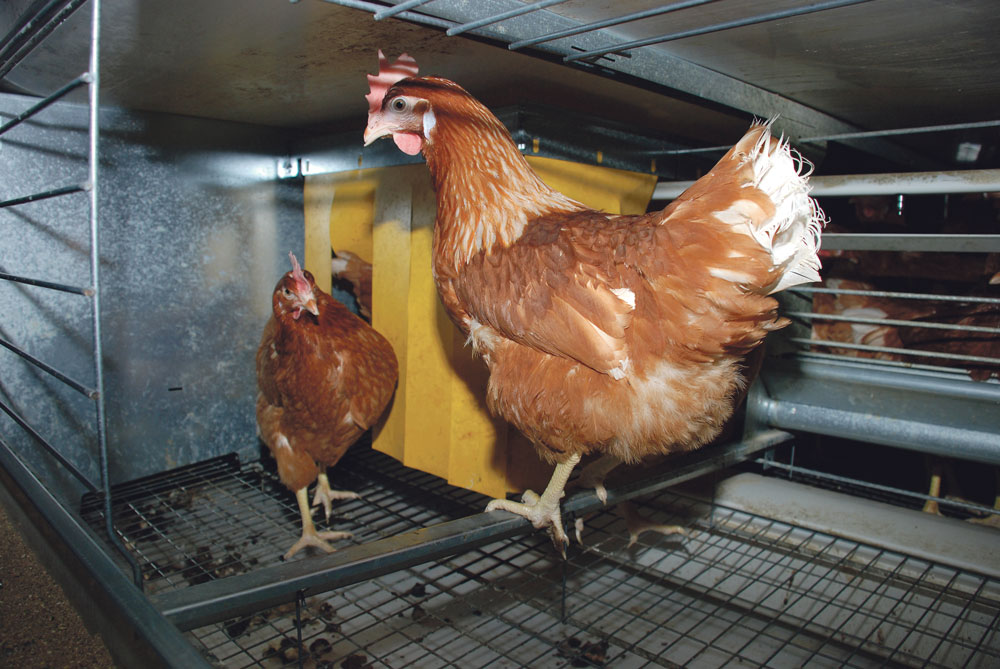 aviculture-genetique-environnement-climat-volaille-poulet - Illustration Concilier génétique, environnement et marchés