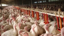 aviculture-poulet-chair-antibiotique-capital-m6-plan-ecoantibio-2017