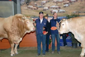 blonde-aquitaine-concours-bovin-le-faouet