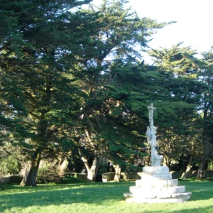 Cet arbre associé à l’image d’immortalité est souvent planté près des chapelles, des églises, des cimetières