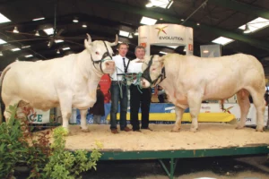 charolais-concours-bovin-elevage-foire-rennes