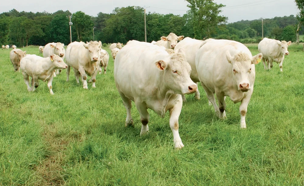 charolaise-paturage-maec-viande-bovine-mesure-agro-environnementale-herbe-pac - Illustration La Région renforce ses aides en lait et bovin viande