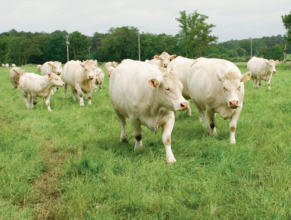 charolaise-paturage-maec-viande-bovine-mesure-agro-environnementale-herbe-pac
