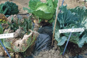 choux-pomme-resistant-parasite-legume-maladie-claude-laviec