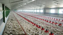 cout-production-poulet-chair-aliment-construction-batiment-itavi-volaille-aviculture