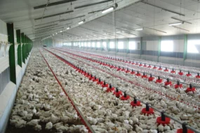 cout-production-poulet-chair-aliment-construction-batiment-itavi-volaille-aviculture