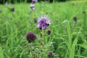 culture-couvert-vegetaux-vds-avoine-bresilienne-phacelie-tournesol-essai-ceta-35