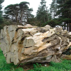 Parce que dans chaque mal se cache un bien, ces ravages célestes ont conduit les connaisseurs à exploiter les arbres couchés à terre par centaines