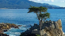 cypres-lambert-monterey-conifere-californie-arbre