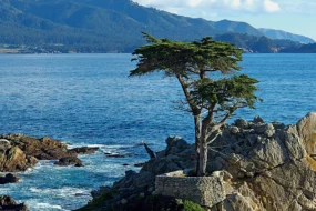 cypres-lambert-monterey-conifere-californie-arbre