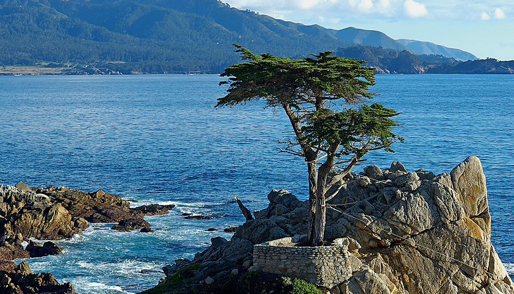 cypres-lambert-monterey-conifere-californie-arbre - Illustration Cyprès de chez nous