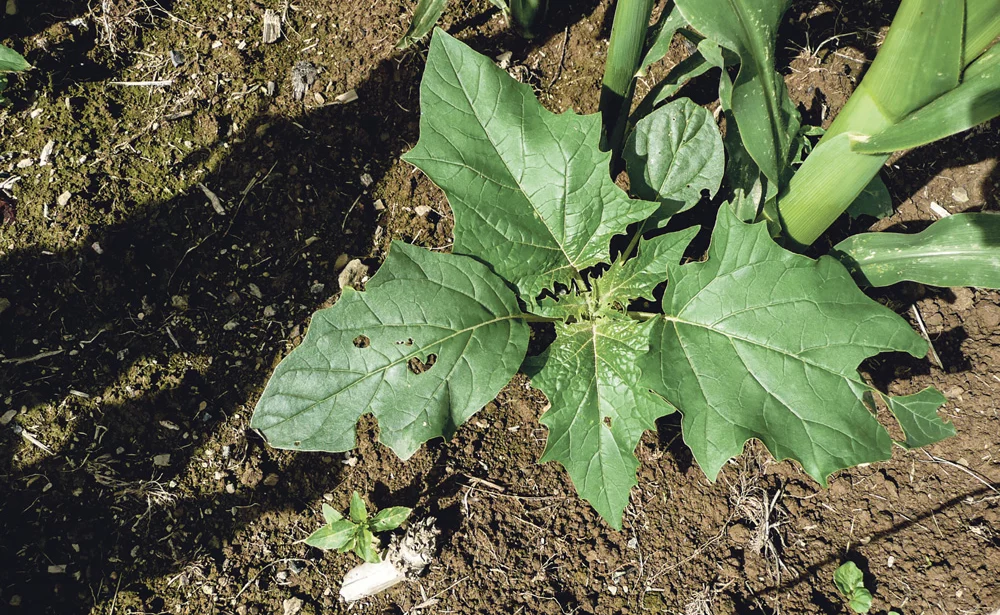 datura-maladie-sante-animale-mais-ensilage-desherbage-adventice-culture - Illustration Un échec de désherbage coûte cher