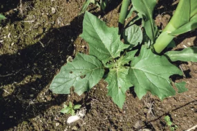 datura-maladie-sante-animale-mais-ensilage-desherbage-adventice-culture