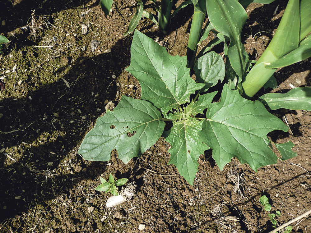 datura-maladie-sante-animale-mais-ensilage-desherbage-adventice-culture - Illustration Lutter contre le datura pour éviter son expansion