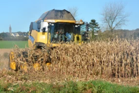 ensilage-mais-cereale-ble-colza-maladie-recolte-climat-culture