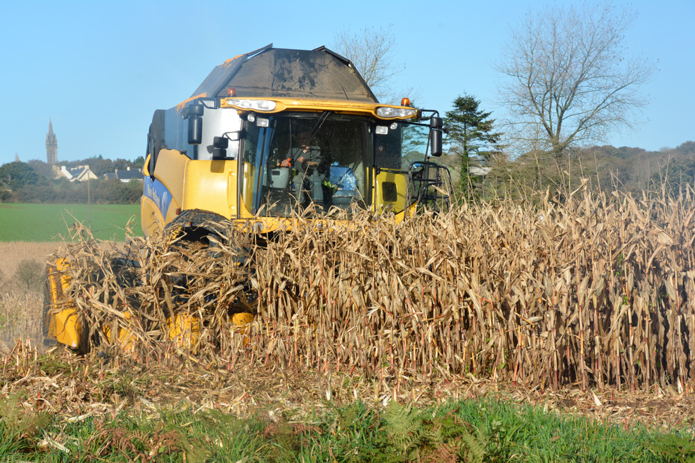 ensilage-mais-cereale-ble-colza-maladie-recolte-climat-culture - Illustration Récolte humide et rendement en baisse