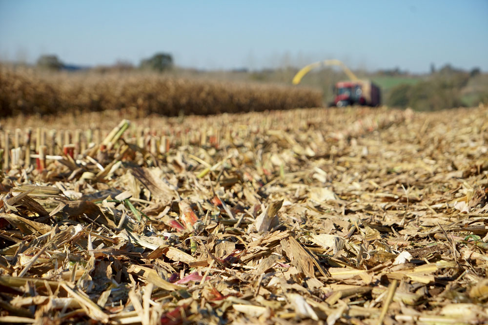 ensilage-mais-soja-economie-energie-fourrage-vache-laitiere - Illustration Des économies grâce au maïs épi